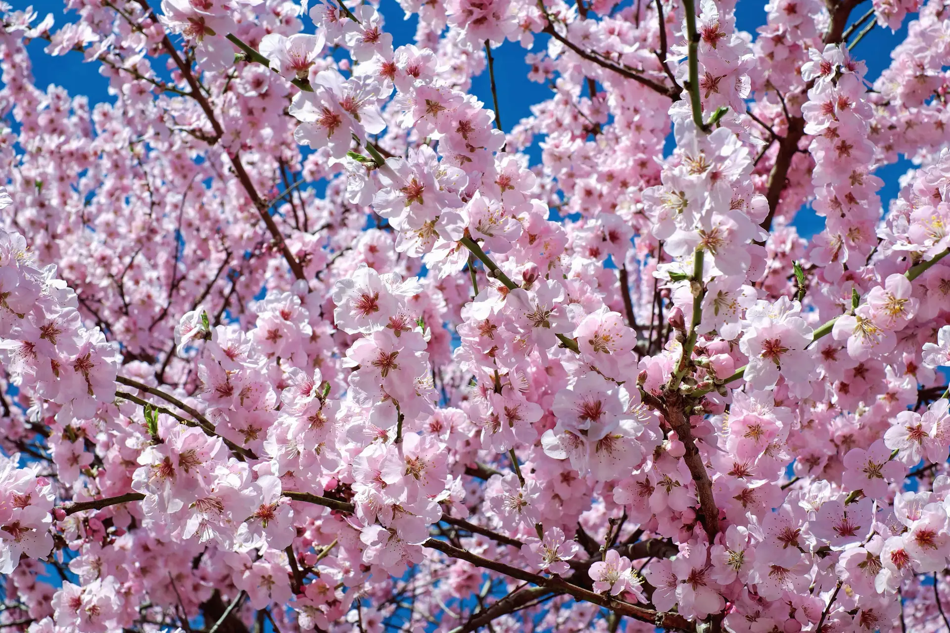 pink cherry blossom tree