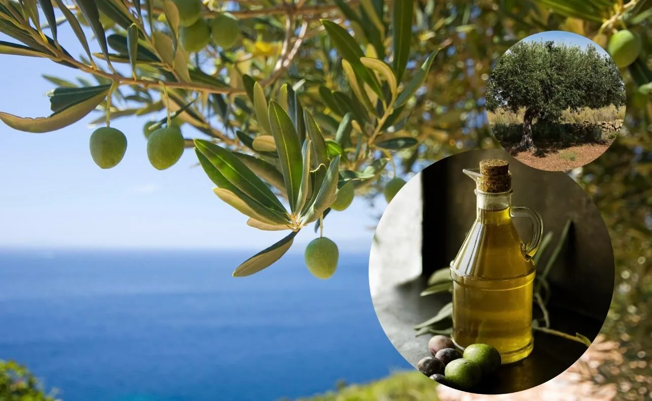 olive grooves and olive oil