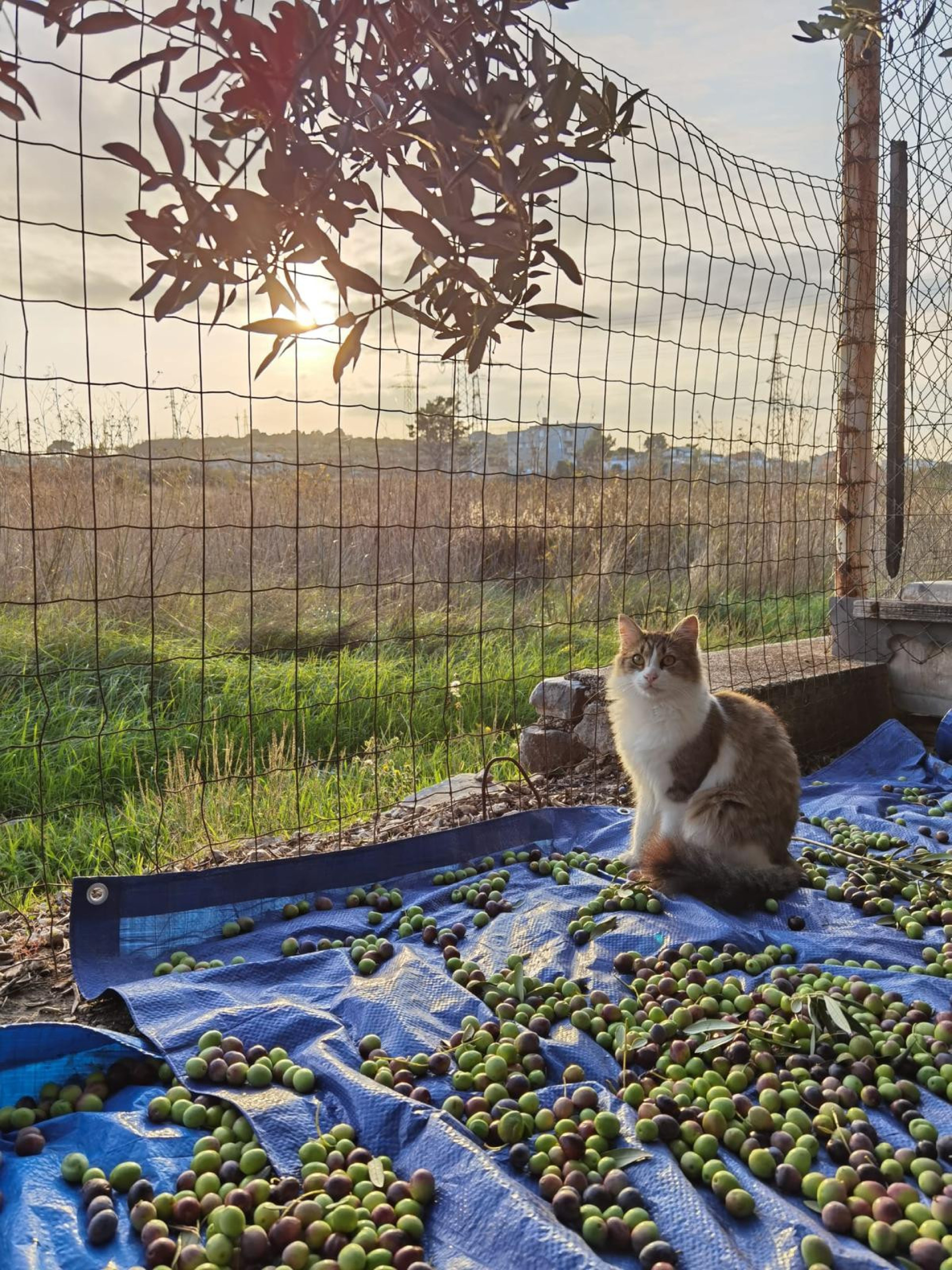 Animal Kingdom in Croatia